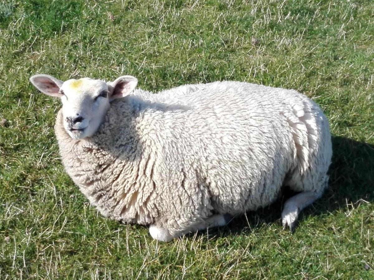 Ferienwohnung Osterdeich Horumersiel Esterno foto